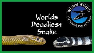 Inland Taipan vs Belchers Sea Snake  Which Is The Worlds Deadliest Snake [upl. by Nawiat]