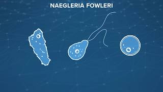 Naegleria Fowleri the braineating amoeba What is it How do you prevent it [upl. by Aciria559]