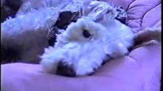 Fox Terrier Daphne Anne [upl. by Cheung]