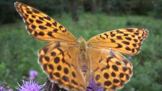 Schmetterling in Carinhall [upl. by Phyllida]