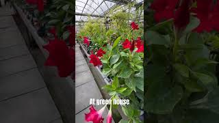 Red flowers 😍🫶🏻 flowers greenhouse shortvideo nature [upl. by Dnomse619]