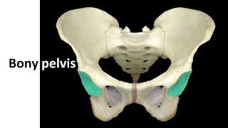 Bony pelvis with clinical correlation Prof Dr Md Ashfaqur Rahman [upl. by Ohs468]