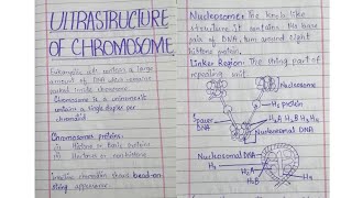 Ultra structure chromosomes Histones Nucleosome structure Nucleosome string class 12 Chromatin [upl. by Anawik173]