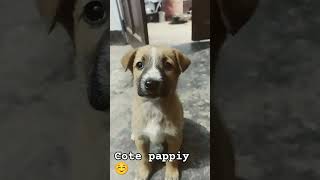 Cote Pappiy💫 puppy cute sorts youtubeshorts cutedoglover trendingshorts funnydog cutepet ☺️ [upl. by Durrell]