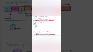 Regulation of gene expressionlac operoninducible operonytviral ytshortsvideo [upl. by Rosecan]