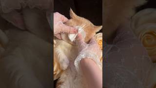 Cat Grooming [upl. by Raye]