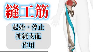 「縫工筋）」 起始・停止・神経支配・作用 【骨格筋】 [upl. by Merkle]