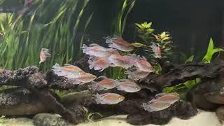 Congo tetras schooling [upl. by Saudra]