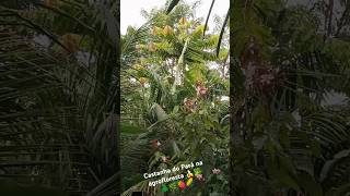 Castanha do Pará na agrofloresta 🌲🥦🌿🍓🌽🍌🌶️ [upl. by Arual]