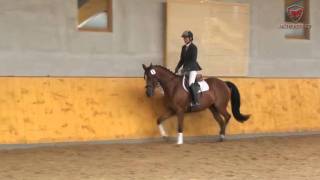 Pferdeauktion  Horse Auction Trakehner Stute von Sir Chamberlain [upl. by Assila321]