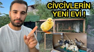 Civcivlerin YENİ EVİ  Büyüdüler  Arabaya Yeni Şeyler Aldık civcivler [upl. by Josiah976]