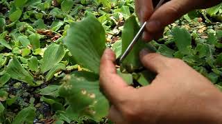 Descripción de Órganos  Pistia stratiotes [upl. by Loftus]