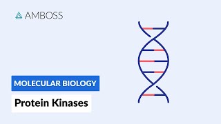 Protein Kinases Cell Signaling and Phosphorylation [upl. by Anivek]