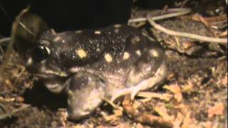 Frogs in My Garden  Rare Western Spotted Frog  Western Banjo Frog  Moaning Frog [upl. by Pelson]