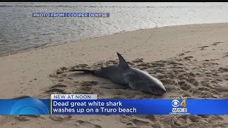 Great White Shark Found Dead On Cape Cod Beach [upl. by Atalayah]