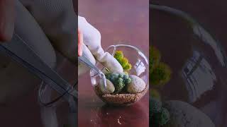 make a cacti desert terrarium short [upl. by Enovi]