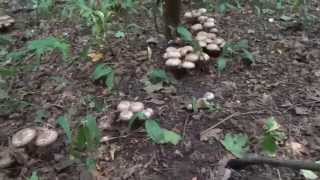 Invazia ciupercilor  agaricus bohusii [upl. by Ahseyn]