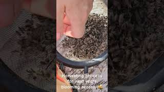 Phacelia harvest asmr flowers homestead beekeeping [upl. by Strephon]