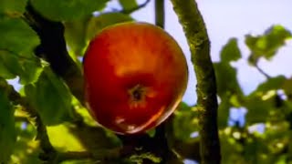 How did Isaac Newton Really Discover Gravity  Apple or Comet  BBC Studios [upl. by Erin410]