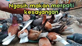 Nagasih Makan Merpati kesayangan [upl. by Mellette]