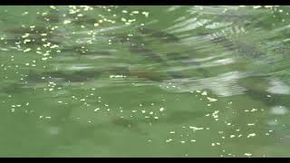 viele große Fische im Bodensee Döbel Aitel Squalius cephalus lot of big fish in Lake Constance [upl. by Gentilis]