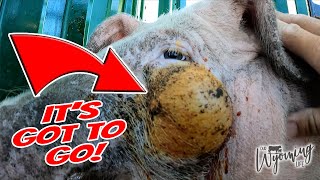 Insane Draining a Huge PussFilled Pimple on a Pig [upl. by Ardnossac99]