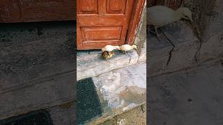 White Peacock 🦚 chicks in the Kashmir 💞Ajk [upl. by Queen99]