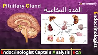 What is the Pituitary Gland  كل ما تحتاج معرفته عن الغدة النخامية [upl. by Lorimer]