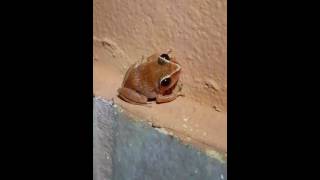 Coqui Churi Eleutherodactylus Antillensis ¡Segundo Video Info en la Descripcion del Video [upl. by Bonnibelle498]