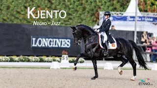 Kjento Negro – Jazz Dutch Warmblood Stallion [upl. by Auqcinahs207]