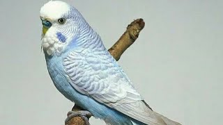 Bird Love Padge net wing white face highmetering طير الحب بادجي صافي الجناح أبيض الوجه او وايت ف [upl. by Esten]