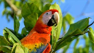 A Mix of Two Continents Wildlife in Costa Rica [upl. by Eniawd]