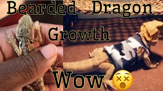 Bearded dragon growth [upl. by Walcoff660]