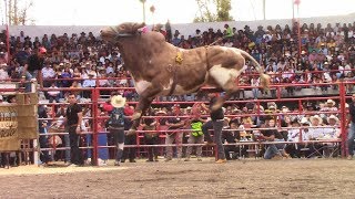 RAYITO DE LA TENENCIA  21 TOROS DE RANCHO LOS DESTRUCTORES DE MEMO OCAMPO EN COPÁNDARO  JARIPEO [upl. by Antonie337]