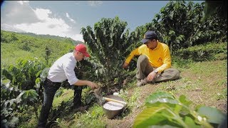 Fertilización Efectiva del Café Tips del Profesor Yarumo [upl. by Yedrahs]