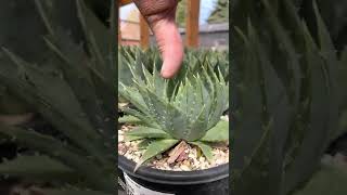 Our 1 gallon Spiral Aloes Aloe Polyphylla are available for sale We ship to all 50 states [upl. by Oriana41]