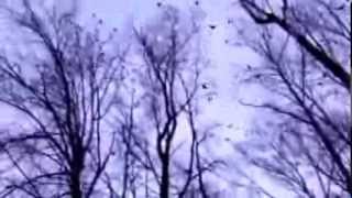 Murder roost Tens of thousands of Crows roost in Bothell Washington [upl. by Pansy36]