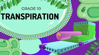 Transpiration  Transport in Plants [upl. by Jd]