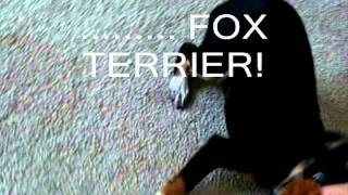 Fox Terrier and Border Collie mix movie [upl. by Paz]