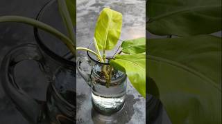 Best way to propagate indoor plants  philodendron plant propagation shorts [upl. by Ozzie276]