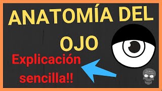 ANATOMÍA DEL OJO humano 👁explicación FÁCIL Y SENCILLA [upl. by Einot]