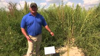 Weed Control with BroadAxe XC [upl. by Demaria]