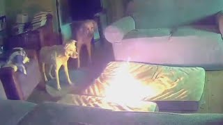 Dog Chews Through Battery Setting Living Room on Fire [upl. by Henricks]