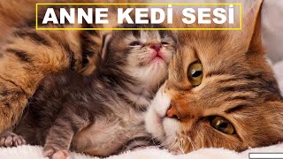 Anne Kedi Sesi  Kedi Çağırma Sesi [upl. by Enaasiali991]