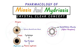 Miosis And Mydriasis  Pharmacology Of Miosis And Mydriasis  Miosis And Mydriasis Concept [upl. by Enellij]