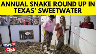 Annual Rattlesnake Roundup  Texas  US News  Rattlesnake  Animal Videos  News18 Exclusive [upl. by Ydniahs]