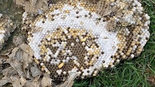 Super active Ground wasp nest in customers front yard underground wasp nest [upl. by Colp109]