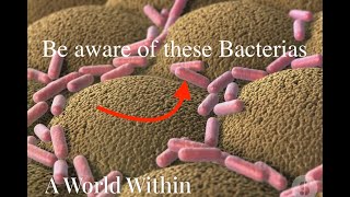 Facts About Bacteria [upl. by Harbot921]