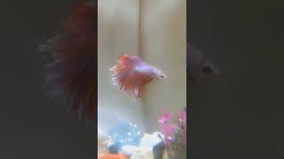 fishbowl bettafishlove fish fishvideo bettausa fishtank [upl. by Maclaine647]