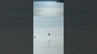 A Whimbrel leads the group to cross the waters whimbrels birds mangroves wildlife [upl. by Aimak]